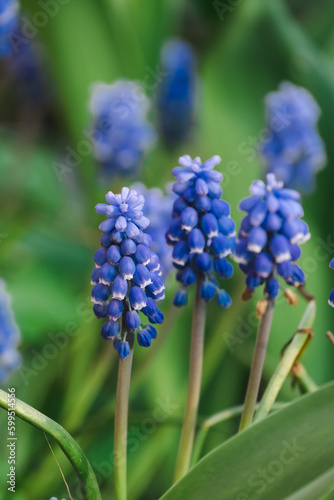 Beautiful Muscari botryoides Flower Blooming in an Outdoor Garden. Purple violet Muscari botryoides Flowers in a Garden Setting with Natural Light