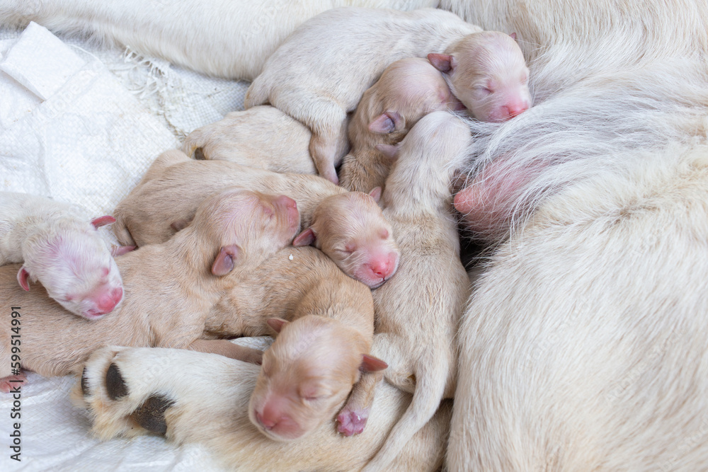 Newborn golden retriever puppy detail closeup pet