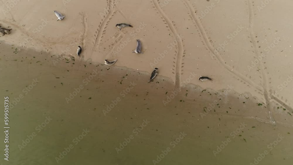 Phoque dormant sur une plage du Cotentin, France