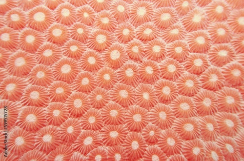 Fototapeta Naklejka Na Ścianę i Meble -  Organic texture of the hard coral. Abstract background in coral color.