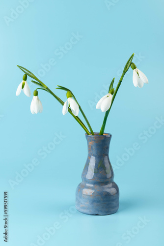 Snowdrop on blue background. White springs flower in close-up with copy space.concept of early spring.