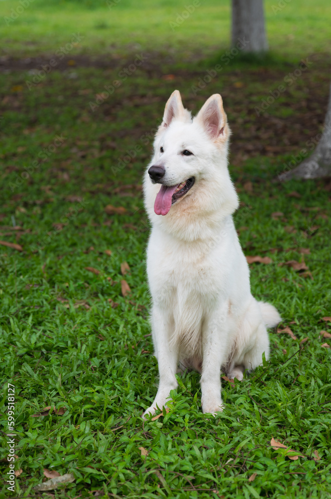 white shepherd dog sitting on the grass white shepherd dog sitting on the grass