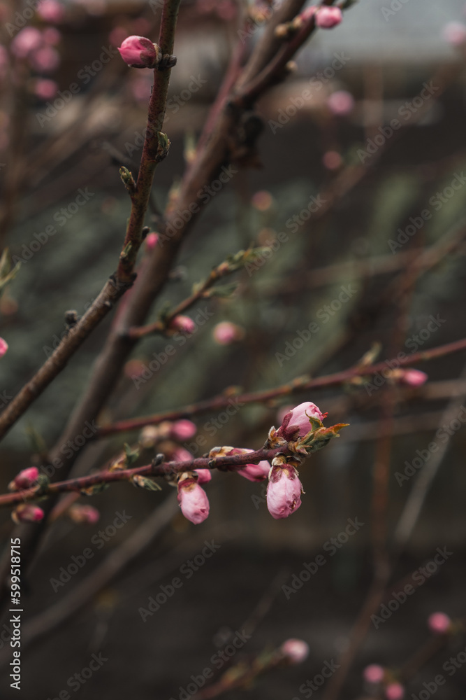 Close up of brunch with pink spring blossom swaying in the wind. Bud break of the peach fruit tree. Macro shot Close up of brunch with pink spring blossom swaying in the wind. Bud break of the peach fruit tree. Macro shot