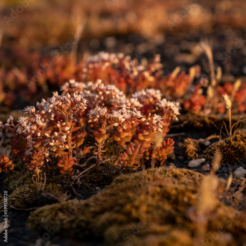 moss on the ground