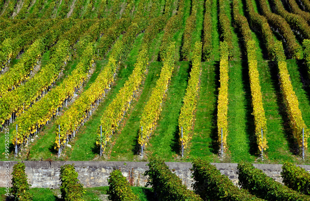 Europe, Switzerland, canton Vaud, vineyards patterns, early autumn