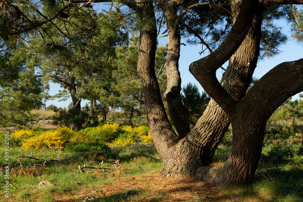 Pine forest in the Carreirón Natural Park into the Arousa island Pine forest in the Carreirón Natural Park into the Arousa island