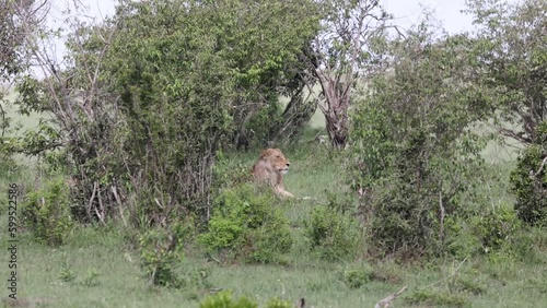Lion sitting in a clearing in Masai Mara