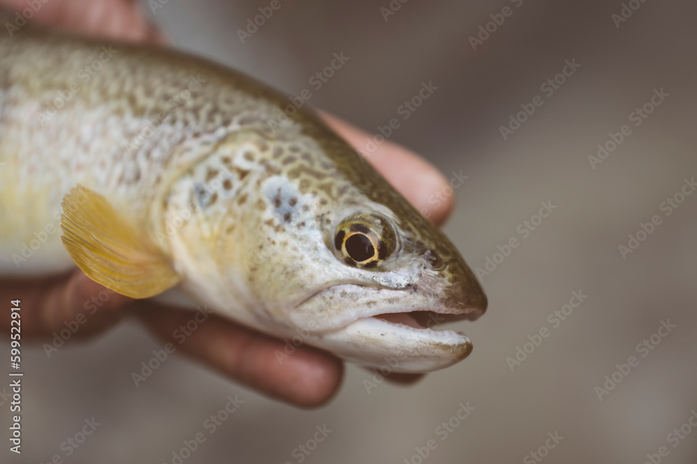 Mano di pescatore che mostra una trota fario appena pescata nel torrente di montagna con la pesca a spinning
Mano di pescatore che mostra una trota fario appena pescata nel torrente di montagna con la pesca a spinning