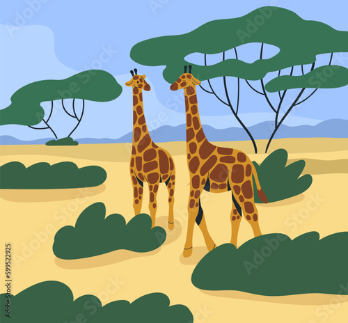 Giraffes couple wild African animals in tropical nature, savanna landscape. Savana park, safari parkland in Africa. Southern wildlife. Long-necked tall mammals walking. Flat vector illustration