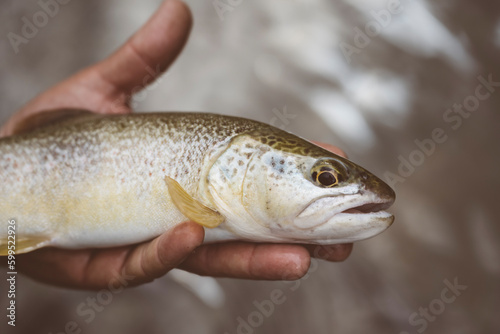 Fototapeta Naklejka Na Ścianę i Meble -  Mano di pescatore che mostra una trota fario appena pescata nel torrente di montagna con la pesca a spinning	
