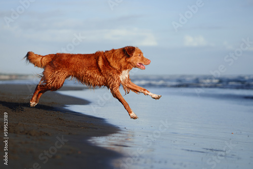 dog on the beach. Nova Scotia duck tolling retriever runs on sand, water. Vacation with a pet