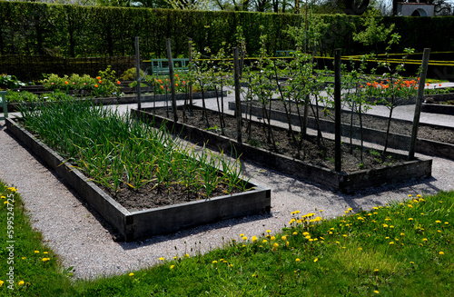 geometric rectangle shape wooden okaya flower beds. growing flowers and vegetables above ground level in raised plant pots. bulbs and utility plants in the community garden., daffodil, tulipa, bulbs photo