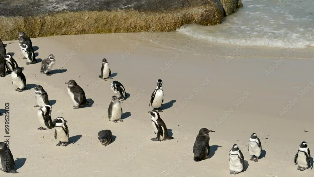 Pinguine am Boulders Beach in Simon’s Town Südafrika