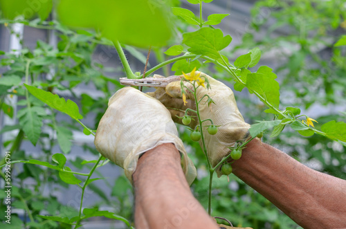 Farmer tying elongated branches (of cherry tomatoes) to the pillars and fixes them in the hothouse. (ミニトマトの)枝の誘引。