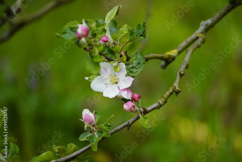 Blossom and bud of a Holsteiner Cox (also 'Vahldieks Sämling Nr. 3', 'Gelber Holsteiner Cox') is a variety of cultivated apple (Malus domestica). Hanover, Germany.
