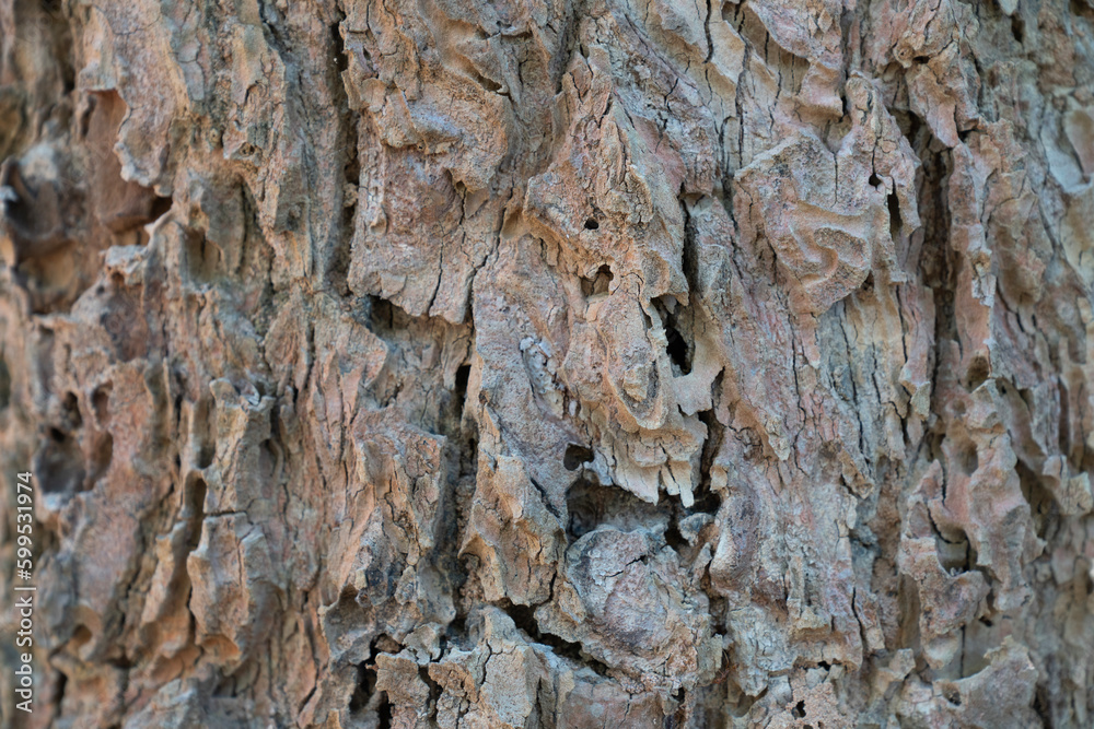 dry tree bark texture and background, nature concept dry tree bark texture and background, nature concept