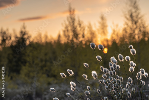 Tussock cottongrass (Eriophorum vaginatum) on the bog at spring during the sunset photo