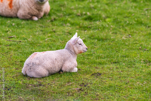 Obraz na plátně Baby lamb born in spring on green field shot in Perthshire Scotland month of May