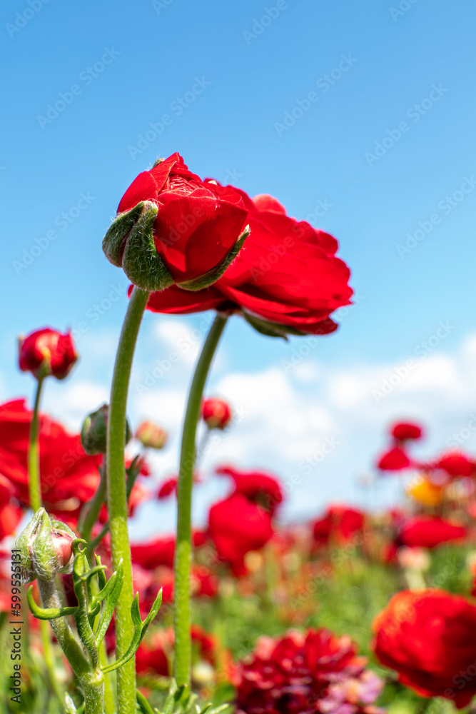 Naklejka premium Red Ranunculus flowers. Red blooming buttercup flowers against blue sky with clouds.