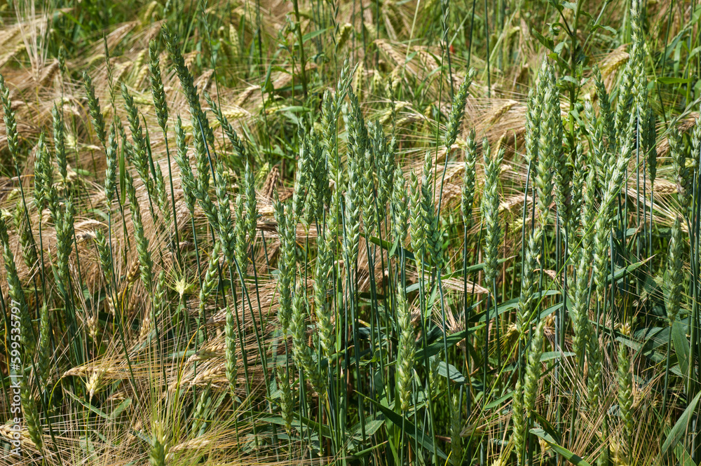 Fototapeta premium View of mixed yellow-green stalks of wheat and barley standing on a plantation in summer