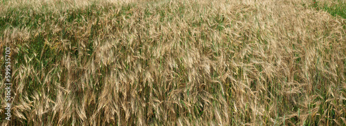 Wheat and barley ears in a mixture close-up, Top down view. Background of rip...