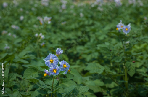 Blue yellow flowers of potato on green field. Agricultural lila flowering pot...