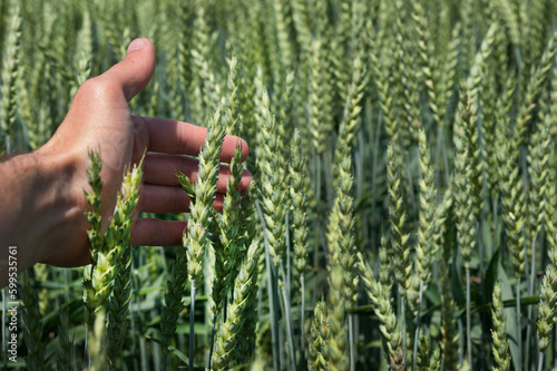Hand wraps green ear close-up, agriculture, agronomist's review