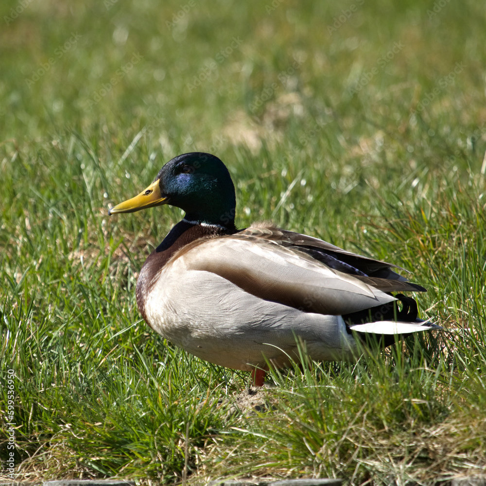 Mallard duck in green grass on the ground at spring. Anas platyrhynchos. Colorful, cute duck Mallard duck in green grass on the ground at spring. Anas platyrhynchos. Colorful, cute duck