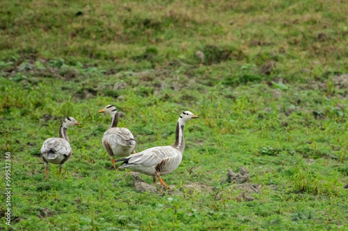 Bar Headed Goose on the safari track at Kaziranga National Park.