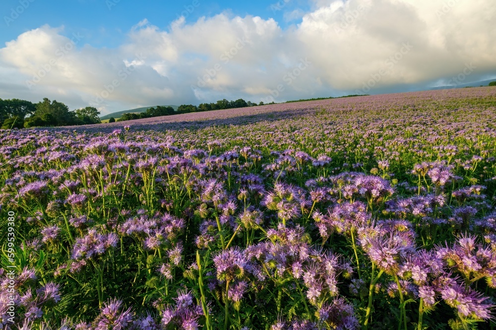 Lilac field of facelia, flowers. Sunset over a violet field. Facelia in the field. Honey culture.