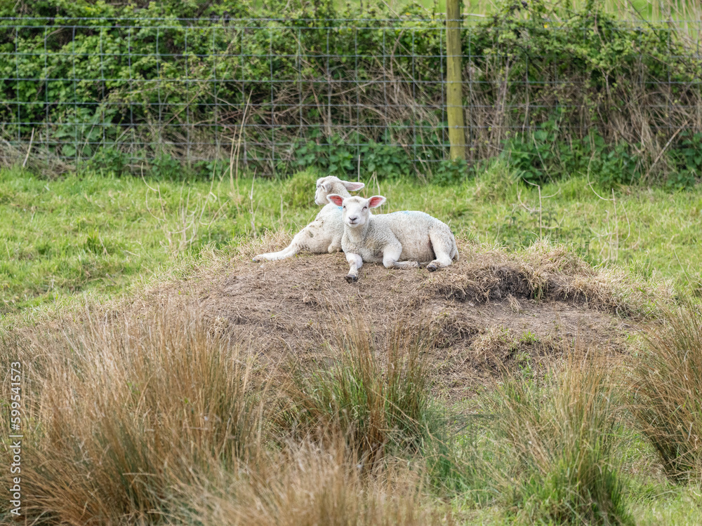 Fototapeta premium pair of lambs resting on a mound of hay in a farmers field