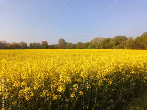 rapeseed field © Michael