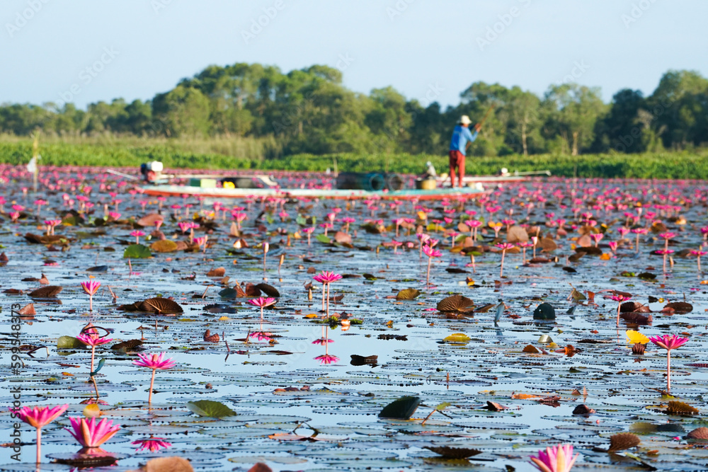 Fototapeta premium Crowded of blossom pink lotus in the lake with blurred fisherman on the wooden boat in background