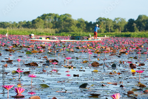 Crowded of blossom pink lotus in the lake with blurred fisherman on the wooden boat in background