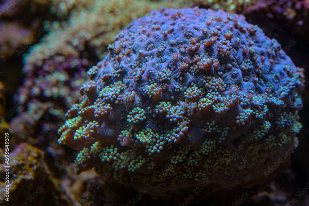 Fototapeta premium Meteor shower Cyphastrea stony coral - Cyphastrea sp