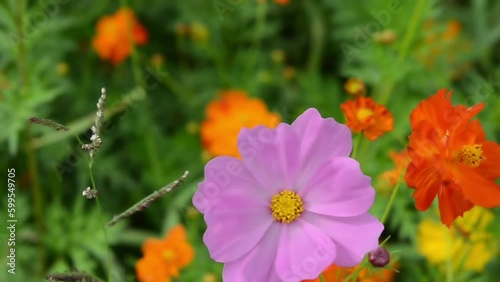 summer field with beautiful flower .  beauty world summer field with beautiful flower .  close up daisies