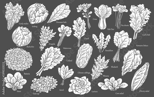Lettuce and salad leaves glyph icons set. Stamps of leaf vegetables and greens with romaine lettuce and Chinese cabbage, arugula, chard chicory and garden cress, vector illustration.