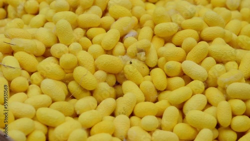 silkworm cocoon background, yellow silk worm