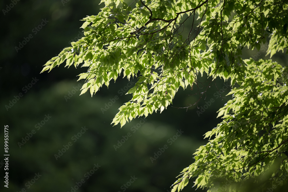 close up of green leaves fresh green