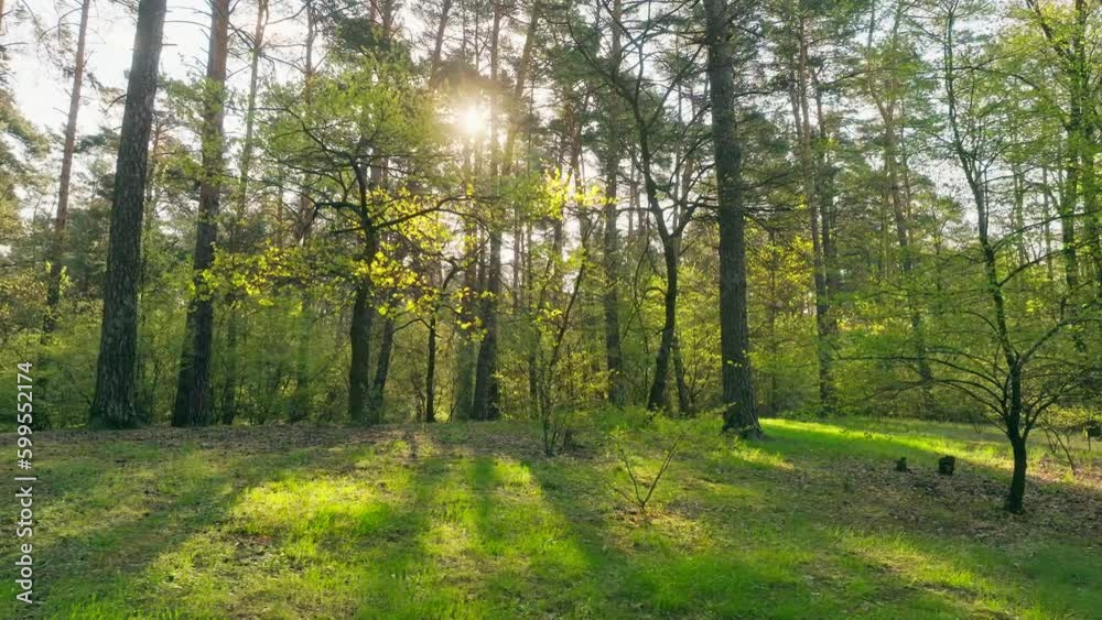 Sunset dawn park forest spring summer sun nature tree branch flowers Sunset dawn park forest spring summer sun nature tree branch flowers