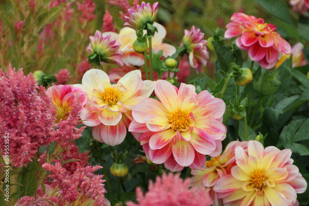 pink and yellow flowers