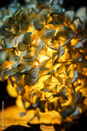 close up of lightened hydrangea 