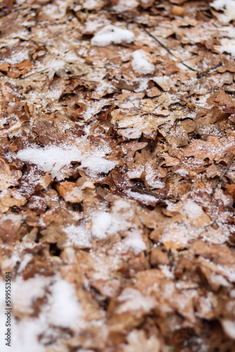 Texture of autumn leaves in the snow