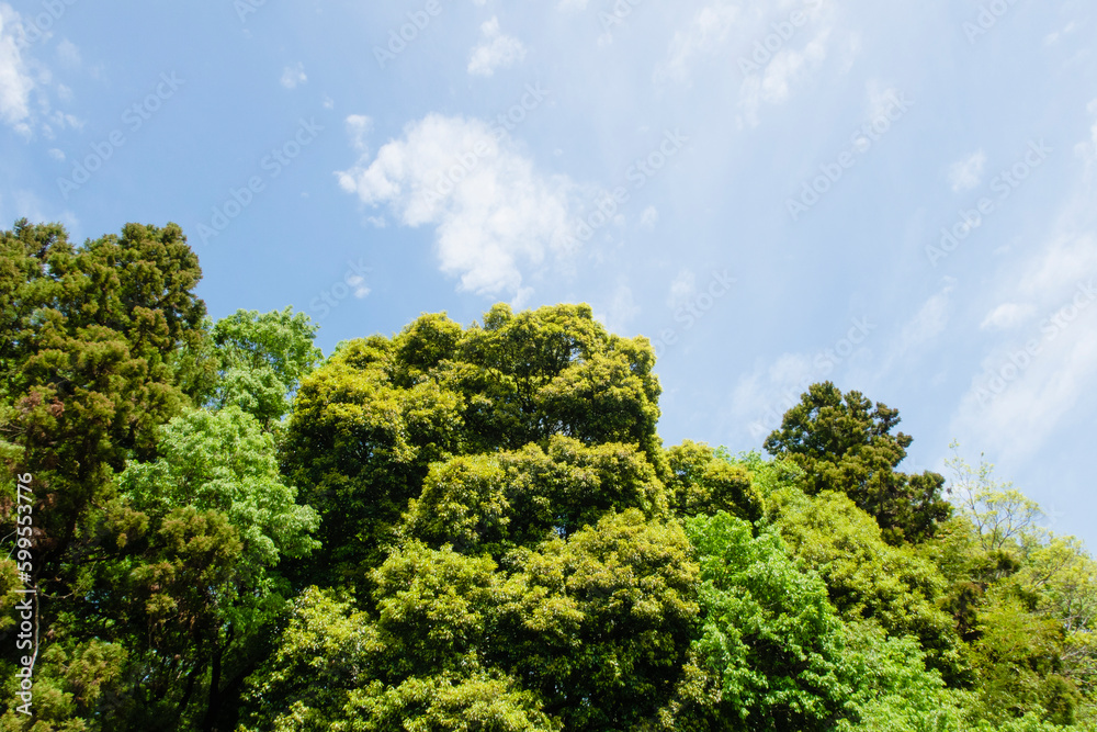 Obraz premium 春の青空と力強い新緑の木々たち