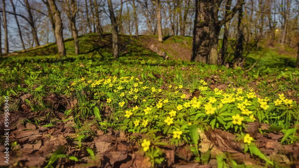 Blooming Wildflower On The Floor Of A Forest. Timelapse Blooming Wildflower On The Floor Of A Forest. Timelapse
