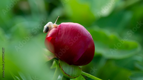 red wild peony and green