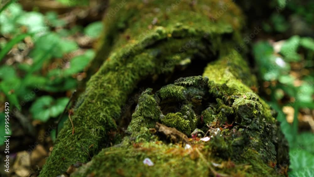 Green moss on old log in the forest - close-up Green moss on old log in the forest - close-up