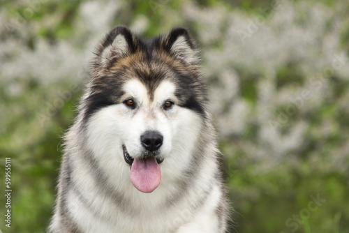 Large fluffy dog ​​Alaskan Malamute wolf-like face front view