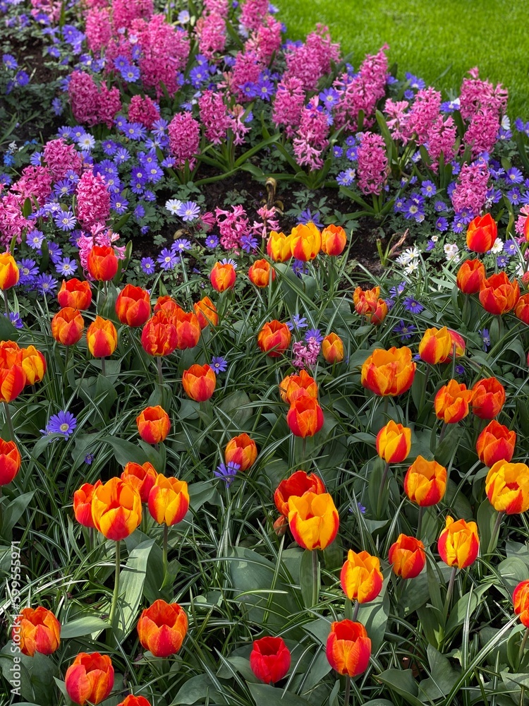 Colorful flowers blooming in the garden