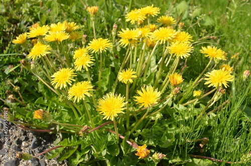 Yellow dandelions in the grass.             